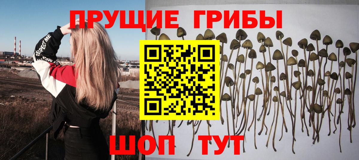 Псилоцибиновые грибы MAGIC MUSHROOMS  купить закладку  Нурлат  Галлюциногенные грибы Cubensis  Вход с VPN 